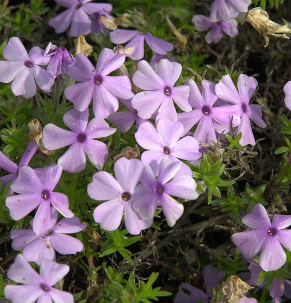 Kriechende Polsterphlox mit kleinen Blüten