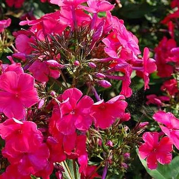 Flammenblume im Detail