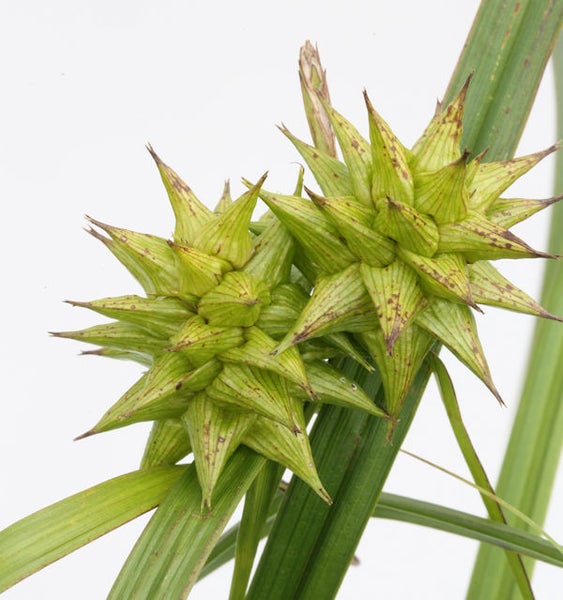 Nahaufnahme von Igelkolben