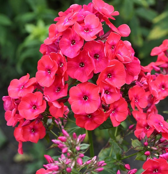Flammenblume mit Blüten