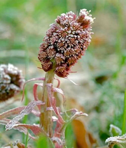 Blühende Pestwurz Pflanze im Garten