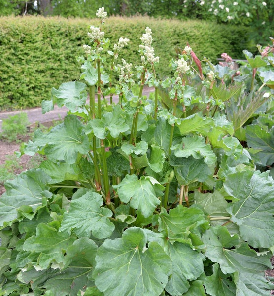 Rhabarberpflanze mit Stielen und Blättern im Garten