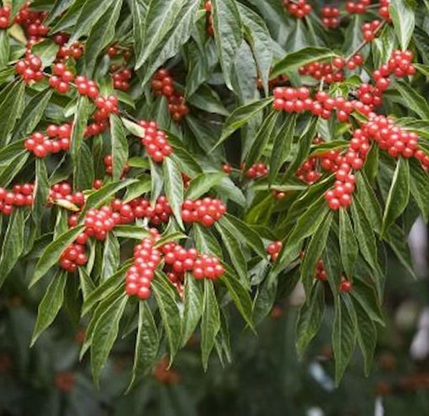 Pflanze mit grünen Blättern und roten Beeren