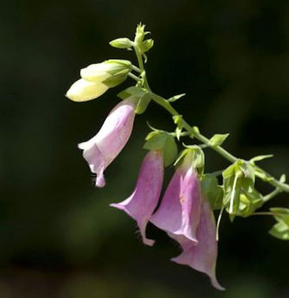 Nahaufnahme einer blühenden Digitalis-Pflanze
