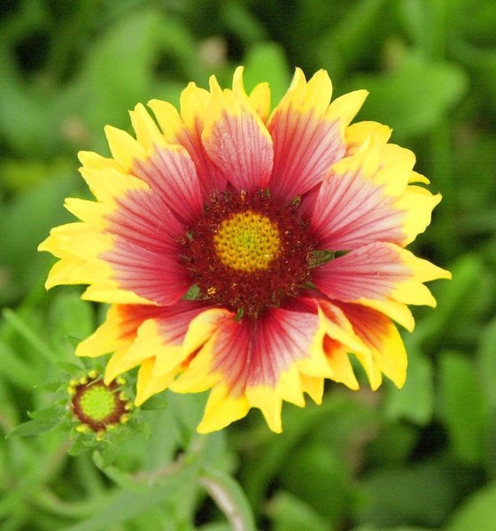 Nahaufnahme einer Kokardenblume mit gelben und roten Blütenblättern
