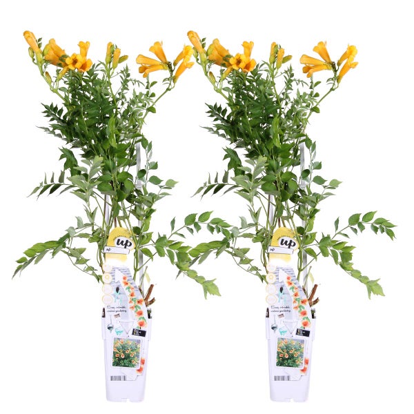 2x Campsis Gold Trompete – Trompetenblume – Schlingpflanze – Winterheart – ⌀15 cm – ↕60-70 cm