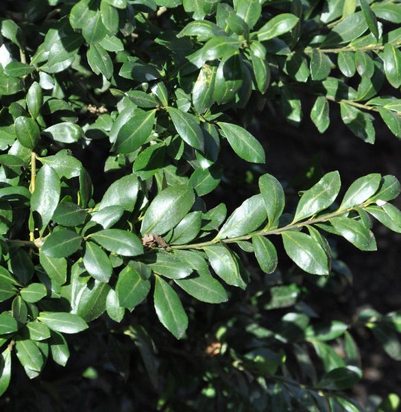 Nahaufnahme von Buchsbaumblättern