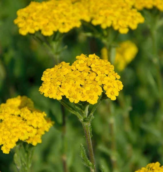 Gelbe Schafgarbenblüte im Detail