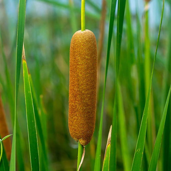 Gras im Topf, Topf circa 9 cm Durchmesser, Pflanze circa 15 bis 25 cm hoch