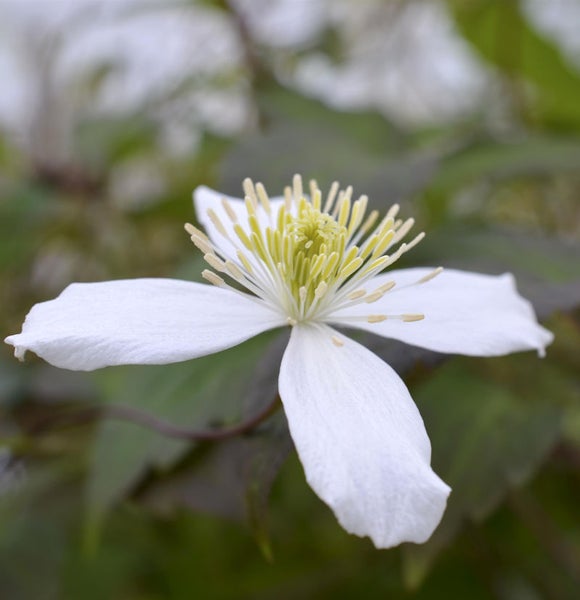 Nahaufnahme einer weissen Waldrebeblüte mit gelben Staubgefässen.