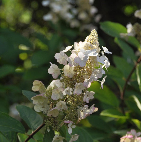 Rispenhortensie mit weißen Blüten und grünen Blättern.