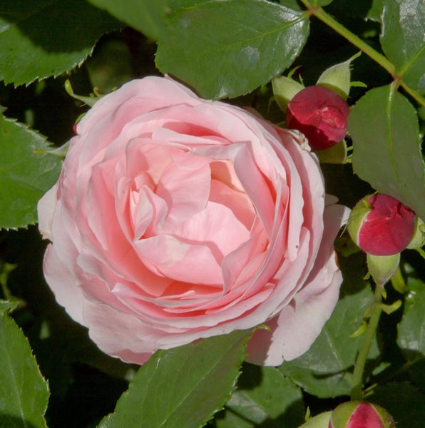 Nahaufnahme einer einzelnen, hellrosafarbenen Rose mit Knospen und Blättern.