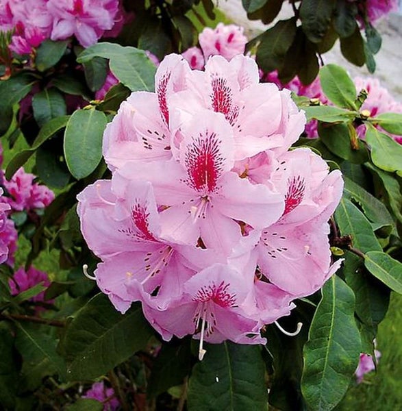 Blühender Rhododendron mit Blättern