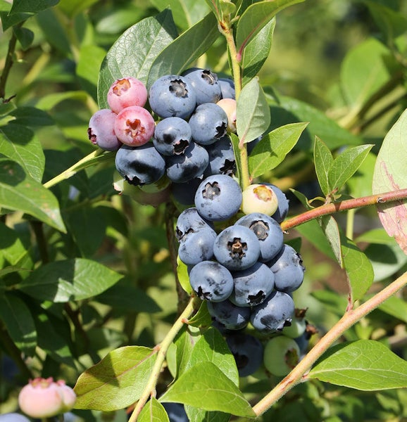 Nahaufnahme von Blaubeeren am Strauch
