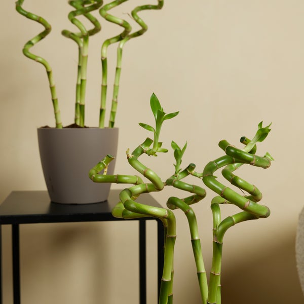 Bloomique - 10er-Set - Dracaena Sanderiana - Glücksbambus - Glücksbambus - Zimmerpflanzen - Luftreinigend - Pflegeleicht - 40-50 cm hoch