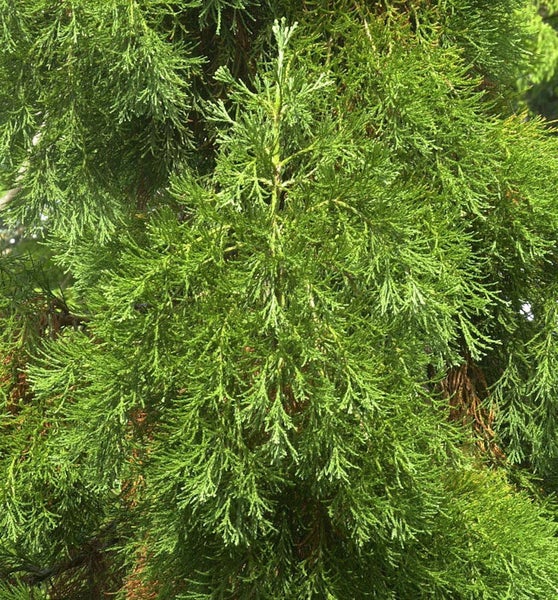 Nahaufnahme einer Thujahecke