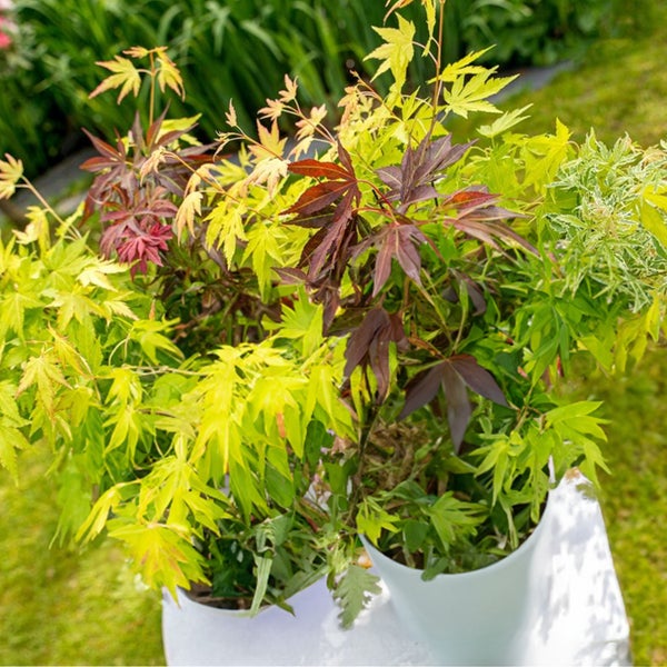 Bloomique - 2er-Set - Acer Palmatum 'Festival' - Japanischer Ahorn - 3 farbige Blätter in 1 Pflanze - Gartenpflanzen - Winterhart - ⌀19 cm - 60-70 cm