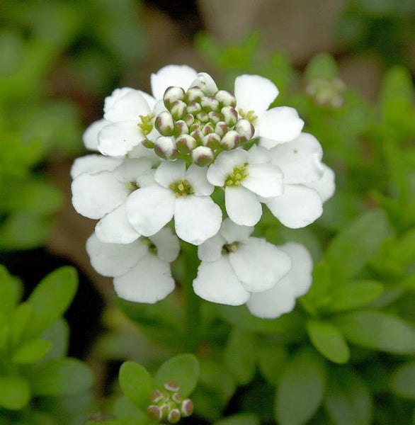 Blütenstand der Schleifenblume mit weißen Blütenblättern und grünen Knospen