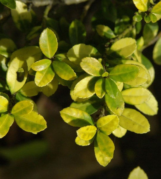 Im Bild ist eine Buxus-Pflanze mit Blättern zu sehen.