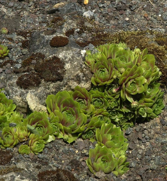 Hauswurz Pflanzen wachsen auf Steinen im Garten.