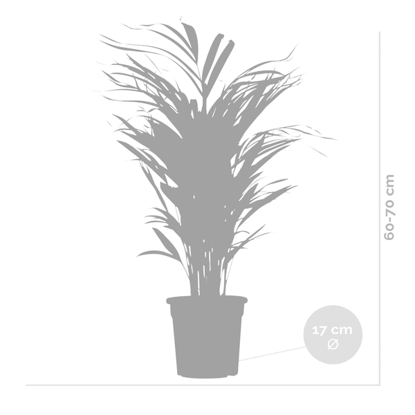 Dypsis Lutescens - Goldpalme - Zimmerpflanze - Pflegefreundlich - ⌀17 cm - ↕60-70 cm
