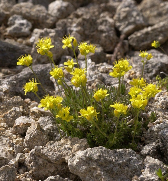 Gelbe Steinkraut Pflanze im Steingarten