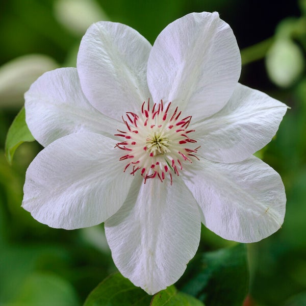 Bloomique - 2er-Set - Clematis Miss Bateman - Waldrebe - Weiß - Kletterpflanzen - Gartenpflanzen - Winterhart - Topf 15 cm - 70-80 cm hoch