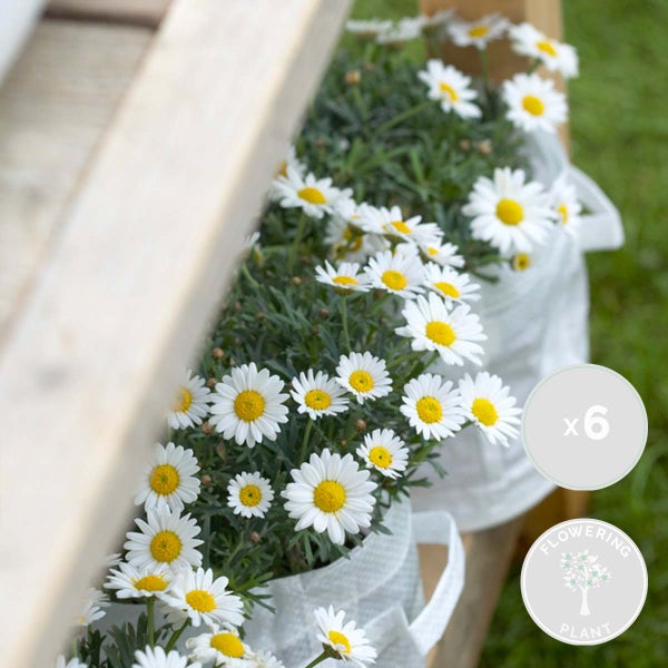 Bloomique - 6er-Set - Argyranthemum - Strauchmargerite - Sommermargerite - Gartenpflanzen - 15-25 cm Hoch - Topf 10,5 cm