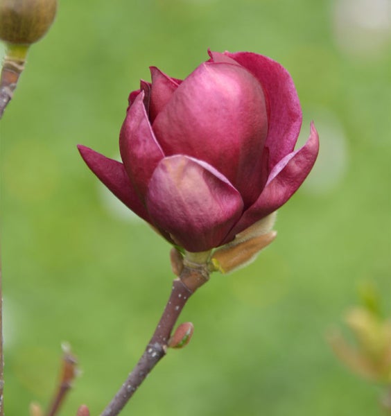 Knospende purpurrote Magnolienblüte am Zweig