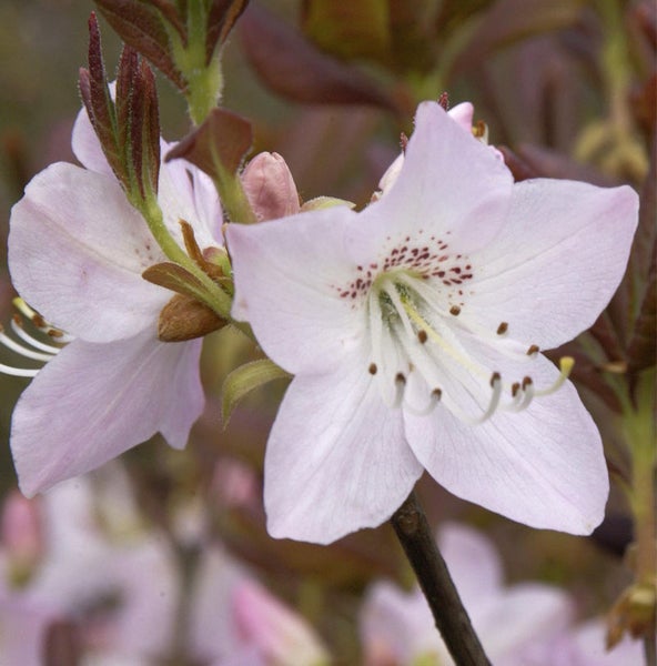 Nahaufnahme einer Azalee mit hellen Blütenblättern und dunklen Akzenten