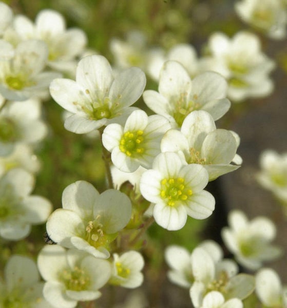 Nahaufnahme von blühendem Steinbrech