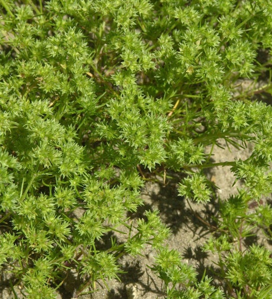 Nahaufnahme einer Knöterich-Bodendeckerpflanze im Außenbereich.