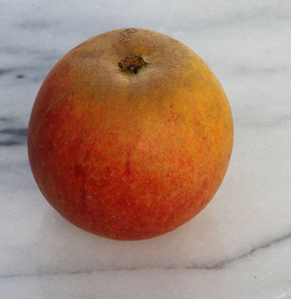 Mango Frucht Nahaufnahme