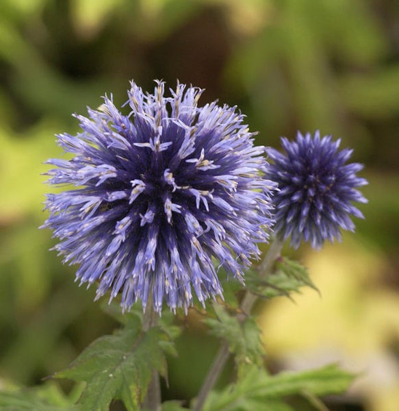 Nahaufnahme von Kugeldisteln im Garten.