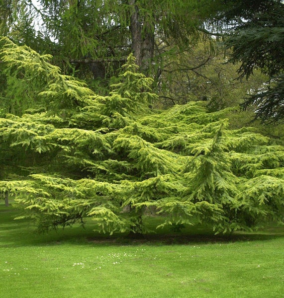 Hängende Atlas-Zeder im Garten