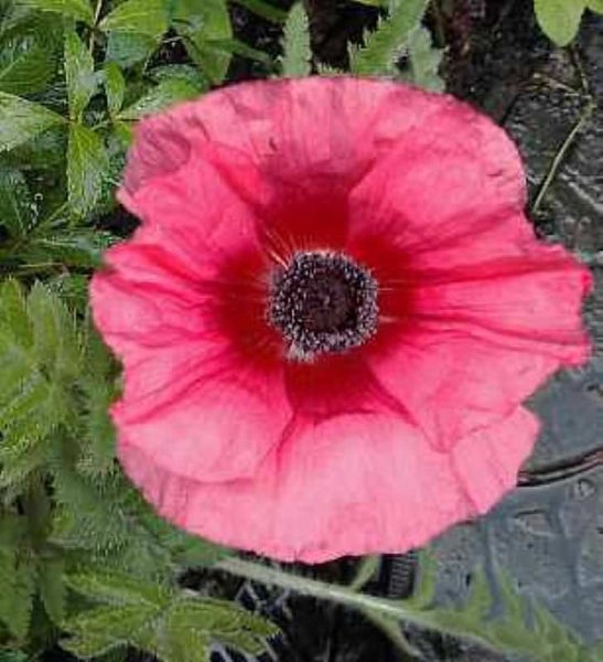 Nahaufnahme einer rosa Mohnblume