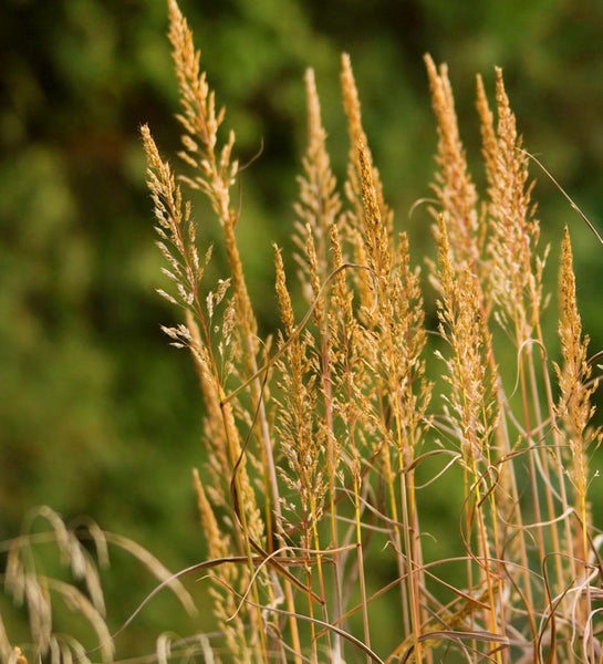 Dekoratives Ziergras im Garten