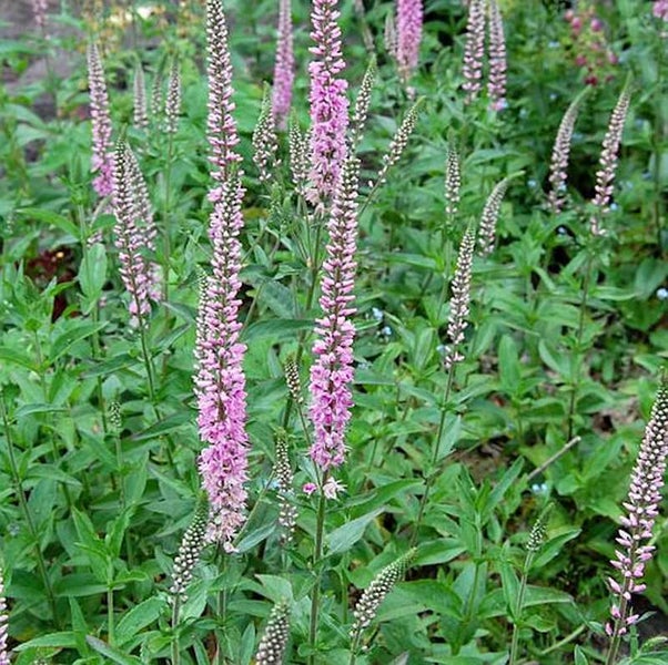 Aufnahme von Ehrenpreis Pflanzen im Garten.