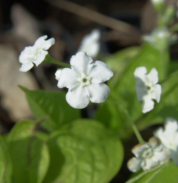 Nahaufnahme von Kaukasusvergissmeinnichtblüten mit grünen Blättern