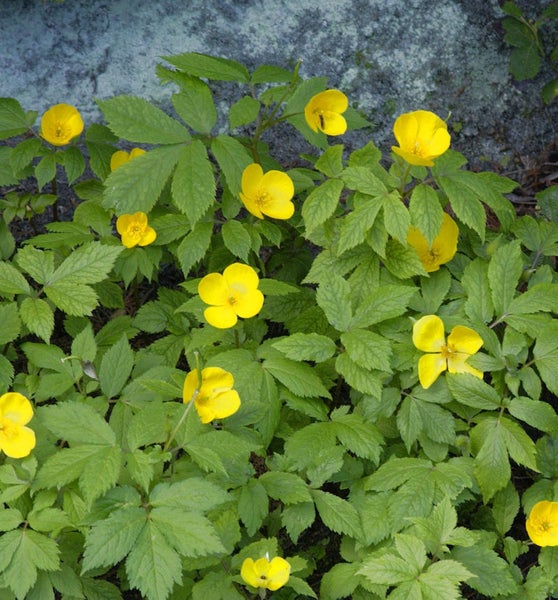 Gelbe Waldscheinmohn Blumen mit grünen Blättern