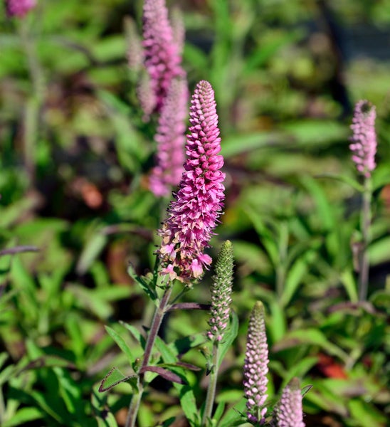 Nahaufnahme von Ähren-Ehrenpreis im Garten.