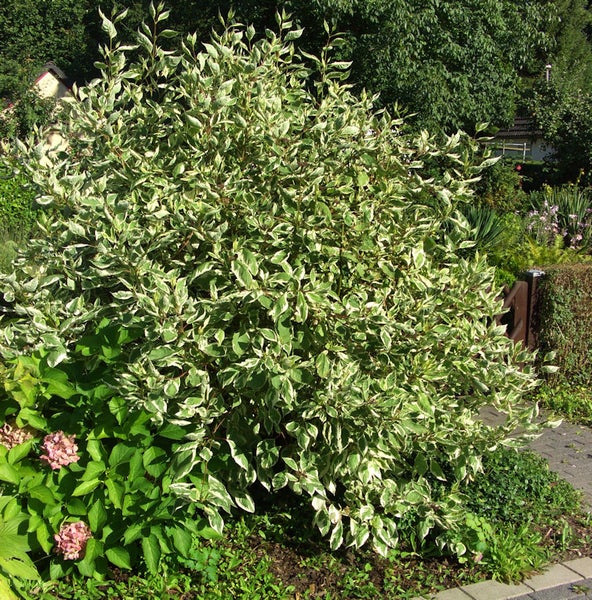 Dekorativer Weißbunter Hartriegel im Garten.