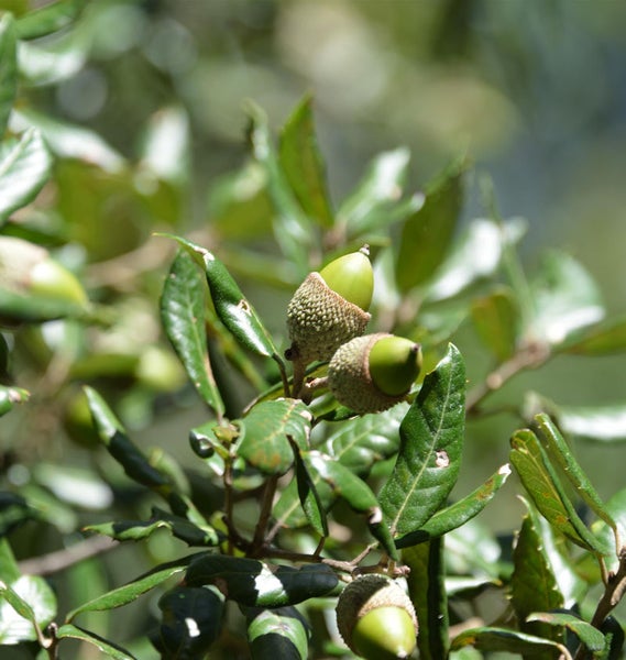 Eicheln und Blätter an einem Eichenbaum