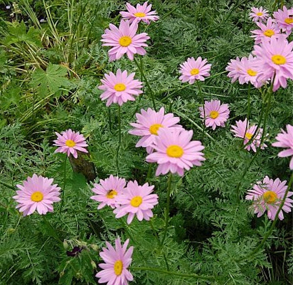 Gruppe von rosa Margeriten im Gartenbeet