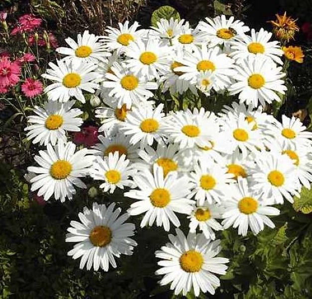 Nahaufnahme eines üppigen Bettes von Margeriten mit weißen Blütenblättern und gelben Zentren.