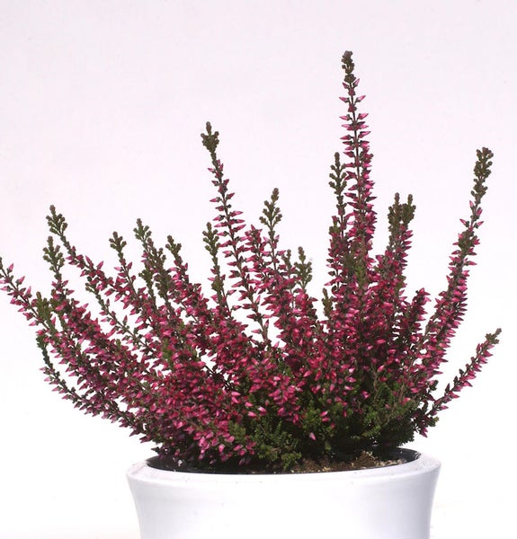 Besenheide in einem Topf