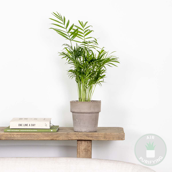Bloomique - Chamaedorea Elegans - Bergpalme - Zimmerpflanzen - Pflegeleicht - Haustierfreundlich - Höhe 30-40 cm - Topf 12 cm