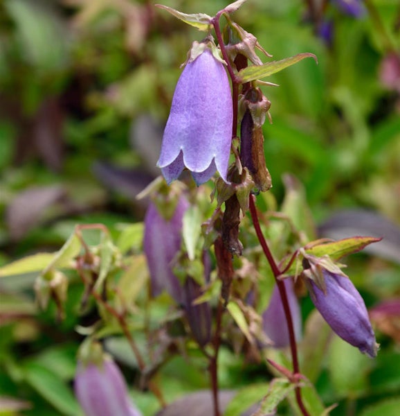 Glockenblume mit glockenförmigen Blüten und grünen Blättern