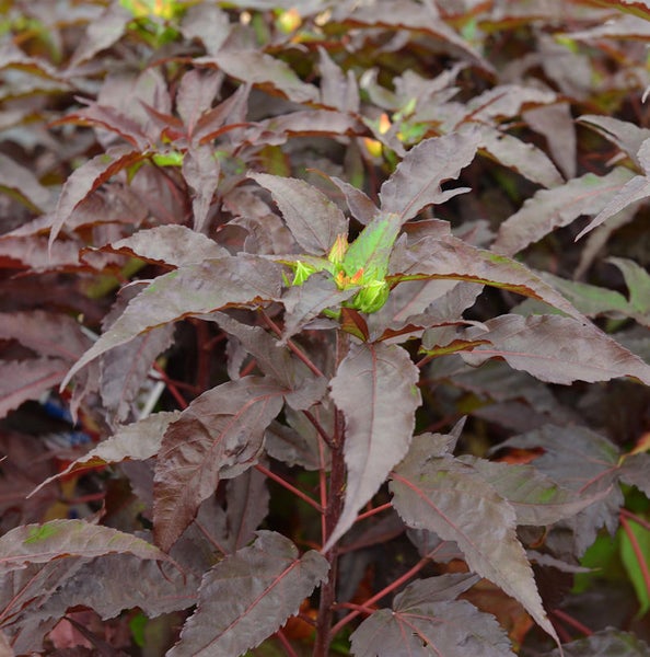 Hibiskus mit dunklem Laub