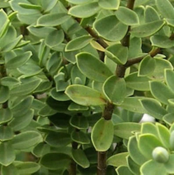 Nahaufnahme einer immergrünen Kapmalve mit kleinen runden Blättern und braunen Stielen.